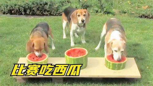 请狗吃瓜,揭秘狗狗为何钟爱吃瓜