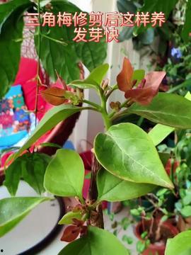 天津头条养花视频,视频揭秘养花技巧与心得