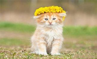 家里养了猫猫的网红文案,带你领略家有萌猫的幸福时光”