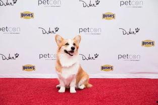 宠物明星见面会,宠物粉丝狂欢盛典