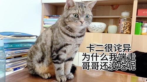 头条猫