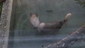 狼来了吃瓜,狼来了！揭秘吃瓜群众的狂欢与反思