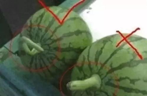 带着你吃瓜介绍,跟着“吃瓜群众”探寻美食之旅