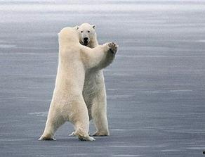 头条搞笑萌宠视频,头条视频里的欢乐时光