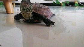 乌龟吃瓜视频,萌态十足，网友直呼可爱爆表！