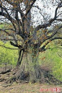 河南洛阳大王沟新闻头条