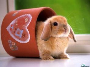 今日看料美好生活赛高兔,共创美好未来