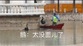 网红鹅大爷,网红界的“鹅界泰斗”